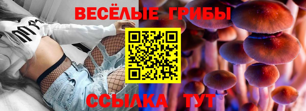 Галлюциногенные грибы Psilocybe Клинцы